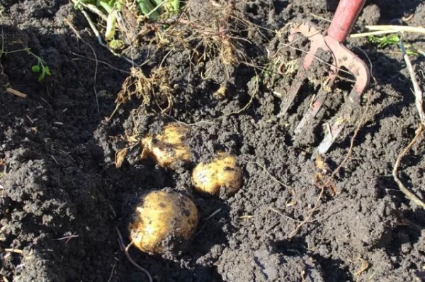 Изображение к статье: Агроном рекомендует. Когда убирать картофель в 2025 году