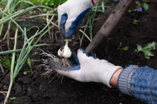 Изображение к статье: С кулак. Как увеличить размер головок чеснока и предотвратить гниение