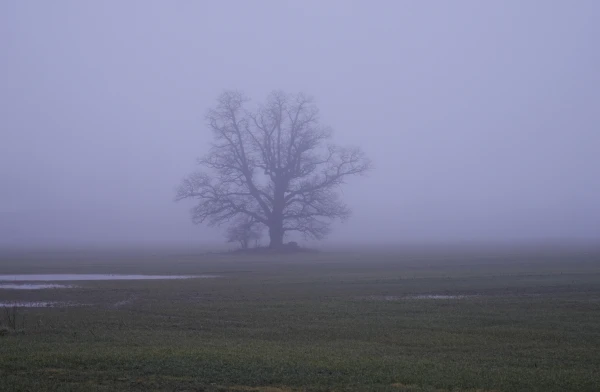 Изображение к статье: Народные приметы на 28 июня — День Фита и Амоса