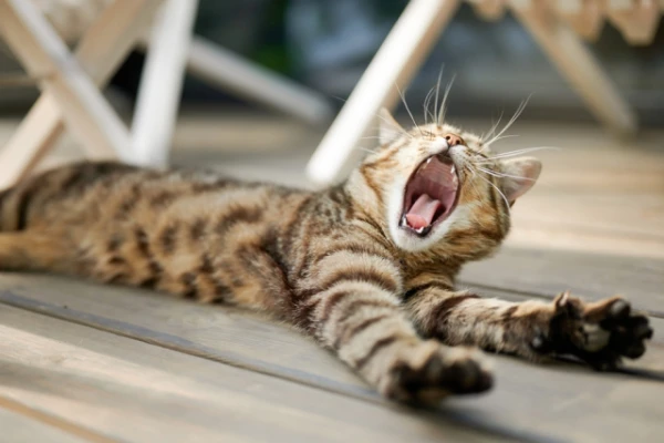 Изображение к статье: Почему зевота заразительна?