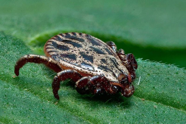 Изображение к статье: Не любят лысых: в Латвии распространяется новый вид клещей - чего надо бояться?