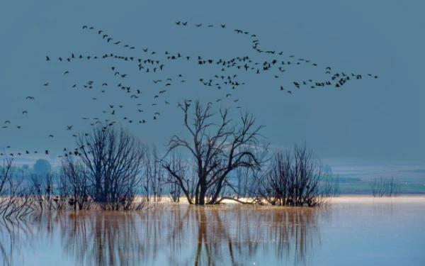 Изображение к статье: Как птицы понимают, куда лететь при миграции?