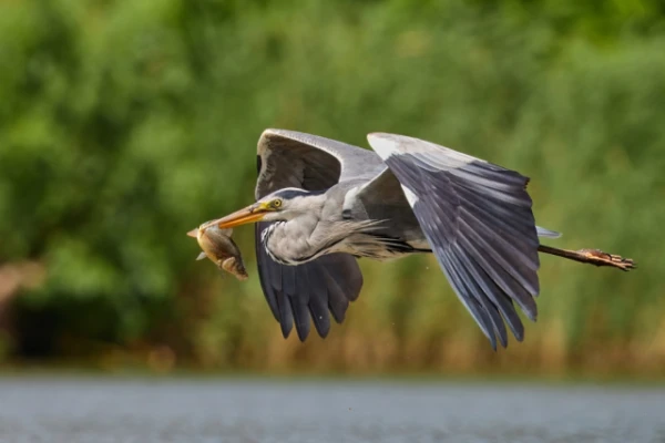 Изображение к статье: Цапли оказались способны летать десятки часов без перерыва