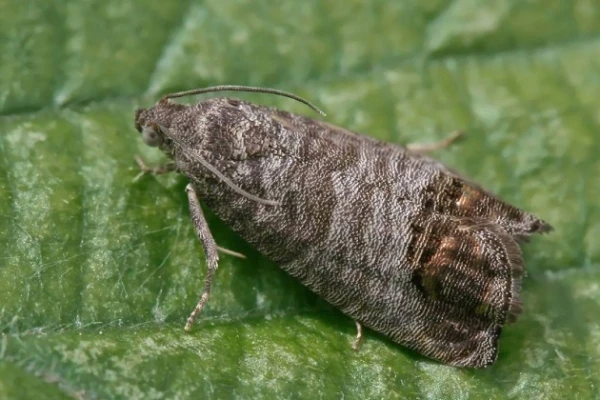 Изображение к статье: Плодожорка атакует семечковые и косточковые культуры. Что делать?