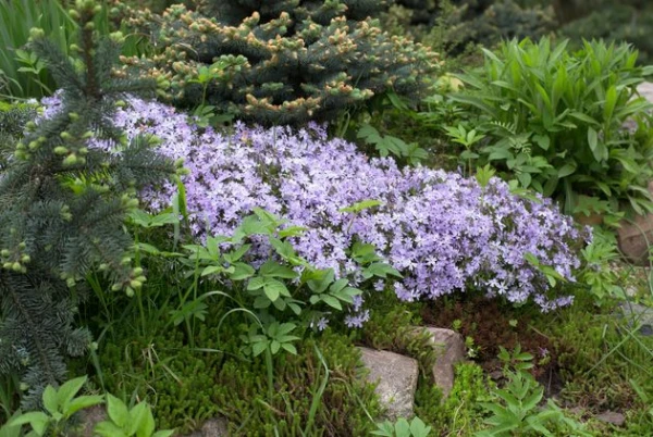 Изображение к статье: Разведём побольше флоксов