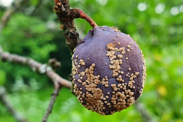 Изображение к статье: Почему чернеют плоды сливы?