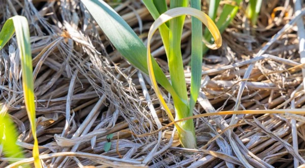Изображение к статье: Что нужно срочно сделать, если лук и чеснок гниют из-за дождей