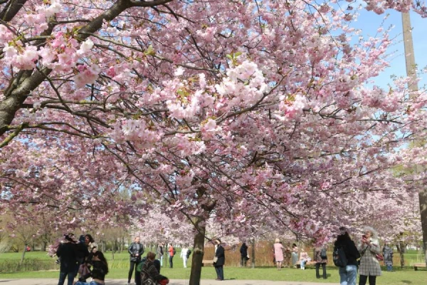 Изображение к статье: Рижская дума сдаёт в аренду под кафе недвижимость в парке Победы