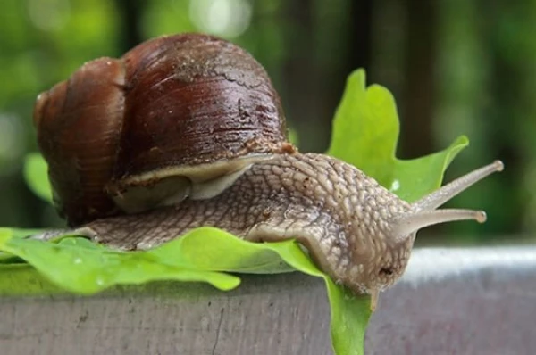 Изображение к статье: Можно ли чем-нибудь заразиться от улиток?