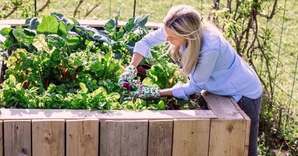 Изображение к статье: Секреты позднего посева. Что посадить на даче в июле 2025?