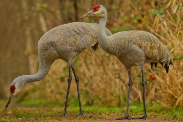 Изображение к статье: Пара журавлей усыновила брошенного гусенка