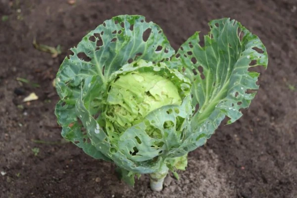 Изображение к статье: Как избавиться от мух, которые нападают на капусту?