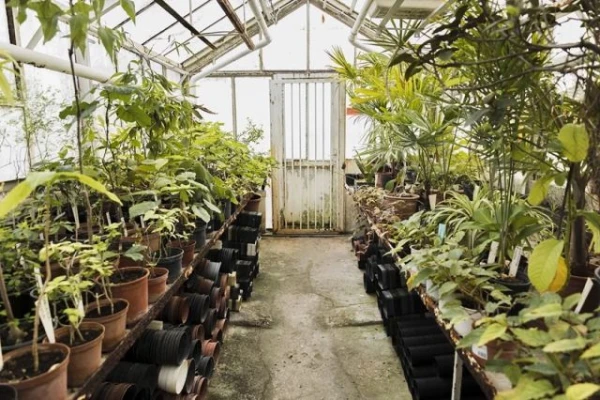 Изображение к статье: Чтоб не сгнили. Агроном объяснил, как проветрить теплицу в дождь