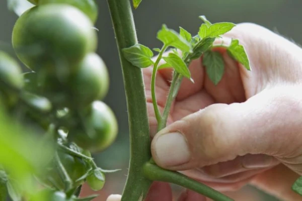 Изображение к статье: Почему без пасынкования трудно вырастить хороший урожай томатов?