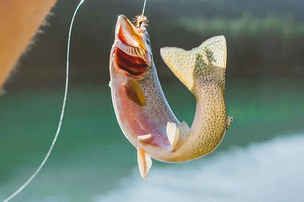 Изображение к статье: 71-летний рыбак поймал крупного сига и побил 40-летний рекорд