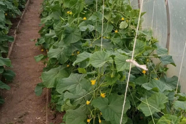 Изображение к статье: Почему на огурцах образуются пустоцветы