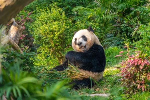 Изображение к статье: Почему пандам до сих пор угрожает вымирание?