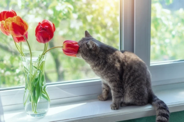 Изображение к статье: Ядовиты ли тюльпаны для кошек?