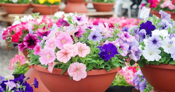 Изображение к статье: Что нужно сделать в июле с кустами петунии, чтобы они пышно цвели до самых холодов