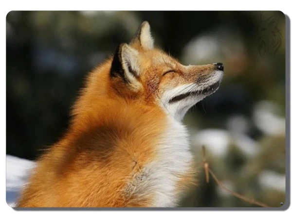 Изображение к статье: Сделают все, чтобы добиться своего: самые хитрые знаки Зодиака