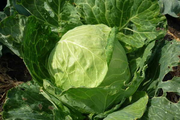 Изображение к статье: Как и чем удобрять капусту в июле