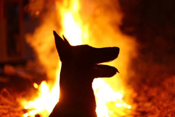 Изображение к статье: Правда о приручении собак