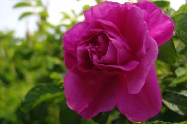 Изображение к статье: Без усилий. Агроном назвал сорта роз, за которыми не надо ухаживать