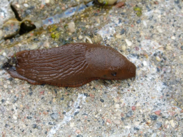 Изображение к статье: Как латвийским фермерам защититься от испанского слизня