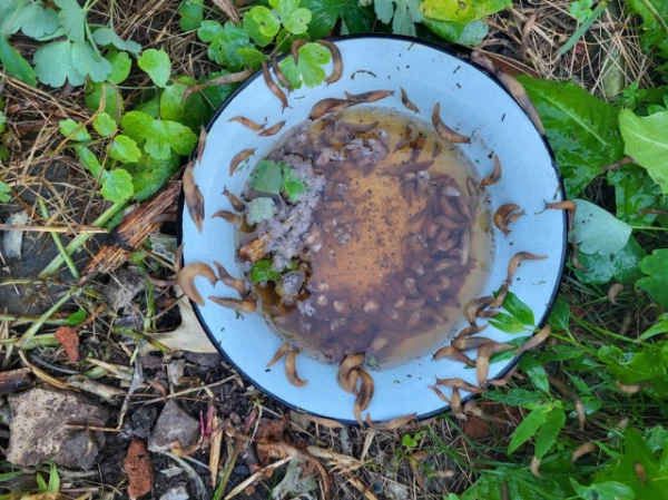 Изображение к статье: Как избавиться от слизней на дачном участке? Безалкогольный способ