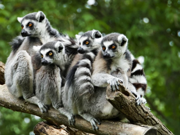 Изображение к статье: Лемуры дали людям удивительные подсказки о борьбе со старением
