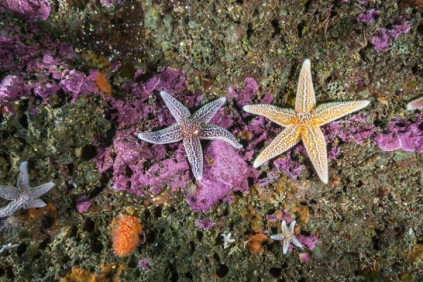 Изображение к статье: Сувенир с риском конфискации и штрафа. Что нельзя ввозить в Латвию