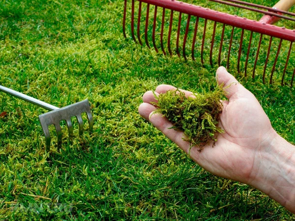 Изображение к статье: Зеленый враг: как победить мох на даче с помощью дешёвого средства, которое есть на каждой кухни
