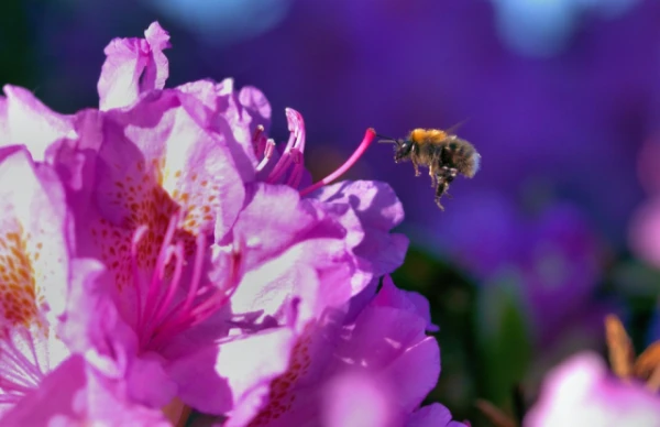 Изображение к статье: Бешеный мед: опасный экзотический продукт с давней историей