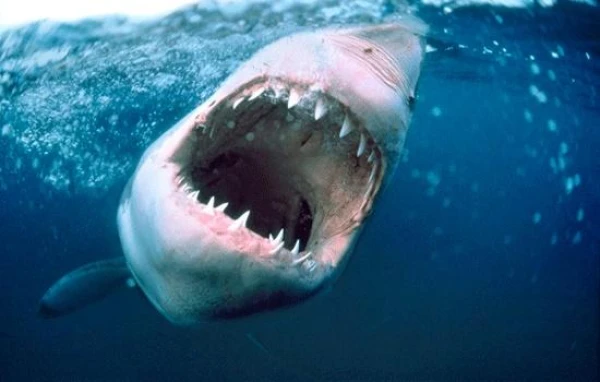 Изображение к статье: Сколько зубов у акулы?