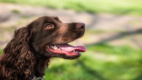 Изображение к статье: Потеют ли собаки и как им помочь в жару