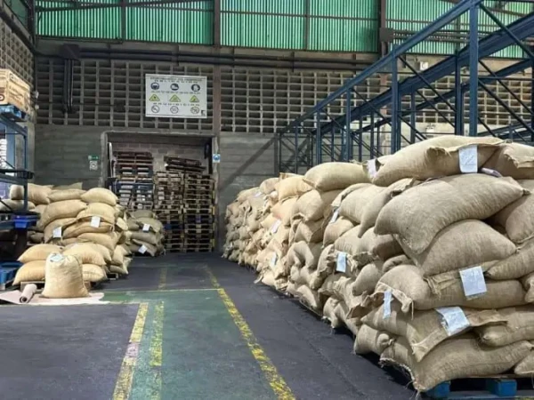 Изображение к статье: Бобы на экспорт.