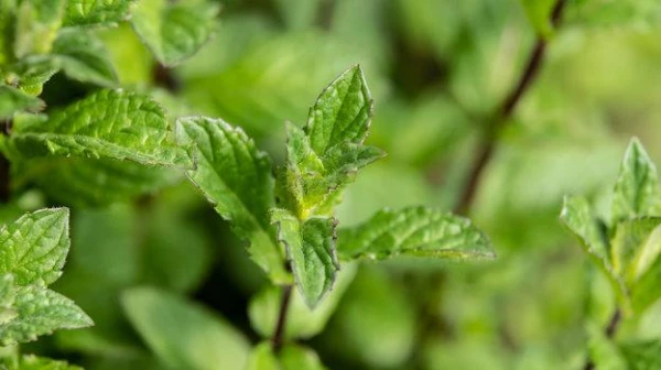 Изображение к статье: C какими культурами мята отпугивает тлю, а с какими – конфликтует