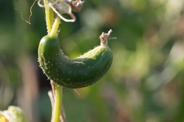 Изображение к статье: А вы не боитесь съесть российский огурец? Латвия  - на третьем месте по импорту из РФ