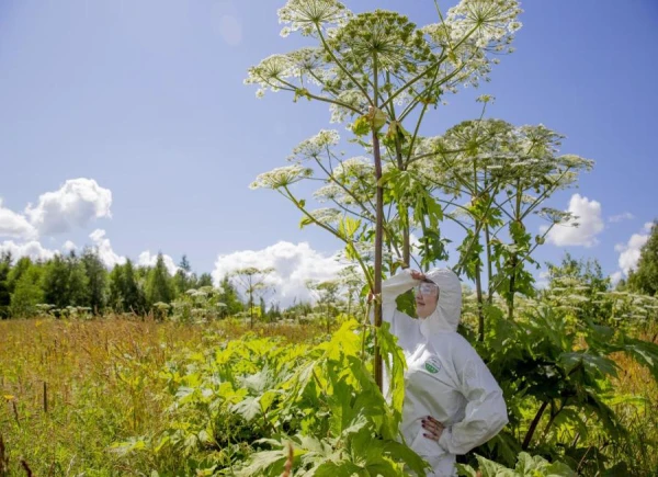 Изображение к статье: А вы побороли у себя борщевик? Почему это надо сделать сейчас
