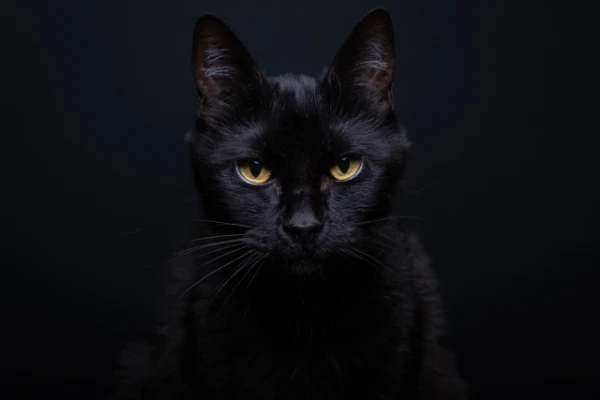 Изображение к статье: Исчезнувшую 5 лет назад кошку нашли на другом континенте