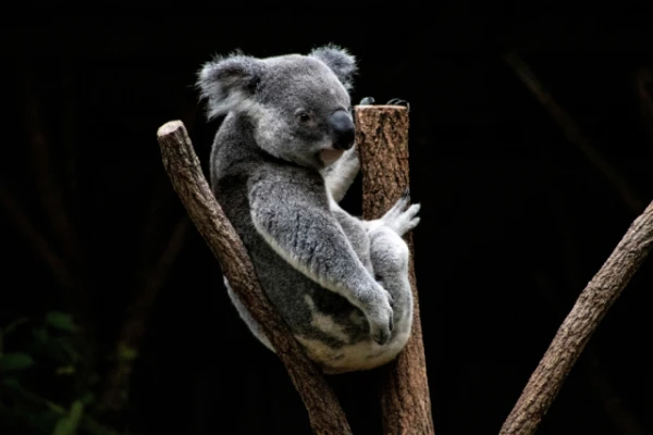 Изображение к статье: Ученые раскрыли опасность нахождения коал на земле