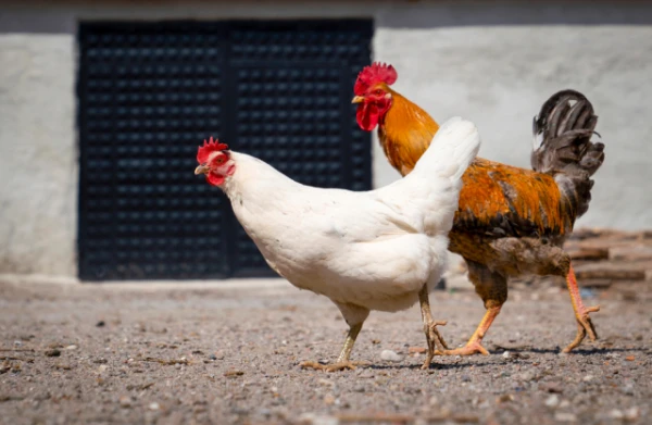 Изображение к статье: Учёные опасаются новой угрозы: мухи могут распространять птичий грипп