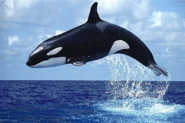 Изображение к статье: Стаи китов-убийц начали топить суда у берегов Испании и Франции