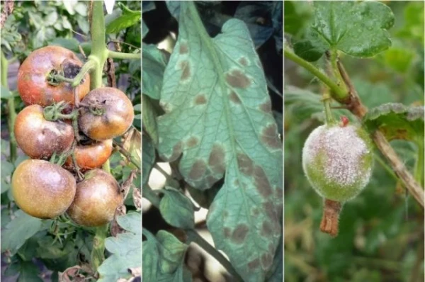 Изображение к статье: Какие четыре страшнейшие болезни будут атаковать растения в этом августе