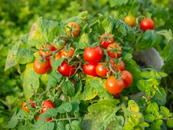 Изображение к статье: Ученые создали шелковые иглы для питания растений без лишней «химии»