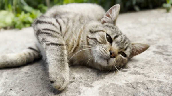 Изображение к статье: Новая загадка: почему некоторые кошки любят… бетон? Проверьте свою