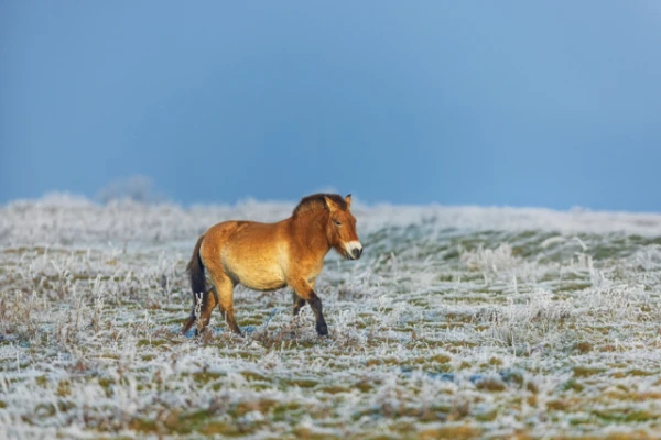 Изображение к статье: Мать по зову сердца: домашняя пони усыновила редкого жеребёнка лошади Пржевальского