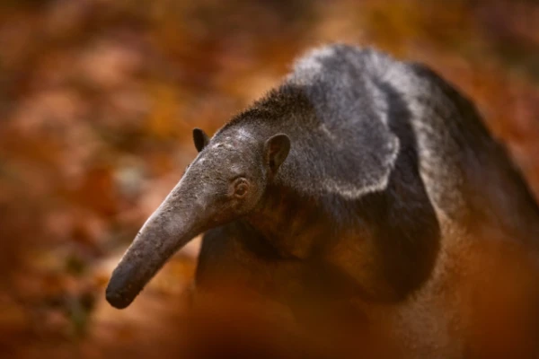 Изображение к статье: Млекопитающие 12 раз эволюционировали в муравьедов с тех пор, как вымерли динозавры
