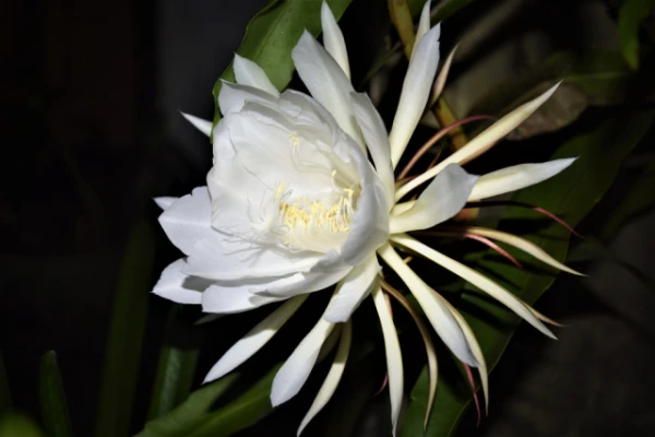 Изображение к статье: Цветы на вес золота: 5 сортов, которые шокируют ценой