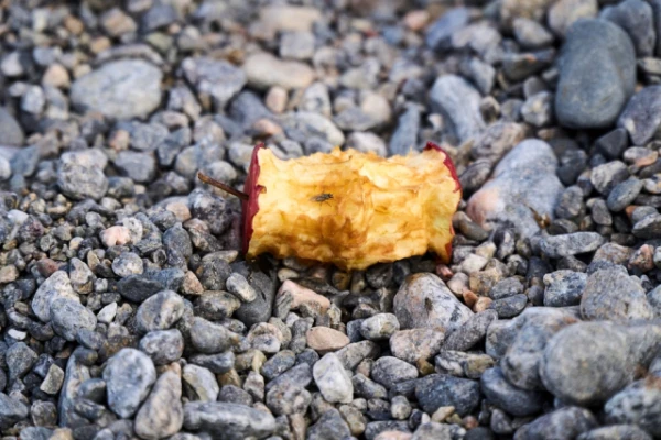 Изображение к статье: Не выбрасывайте яблочные огрызки, банановую кожуру и кофейную гущу: вот как их использовать на даче